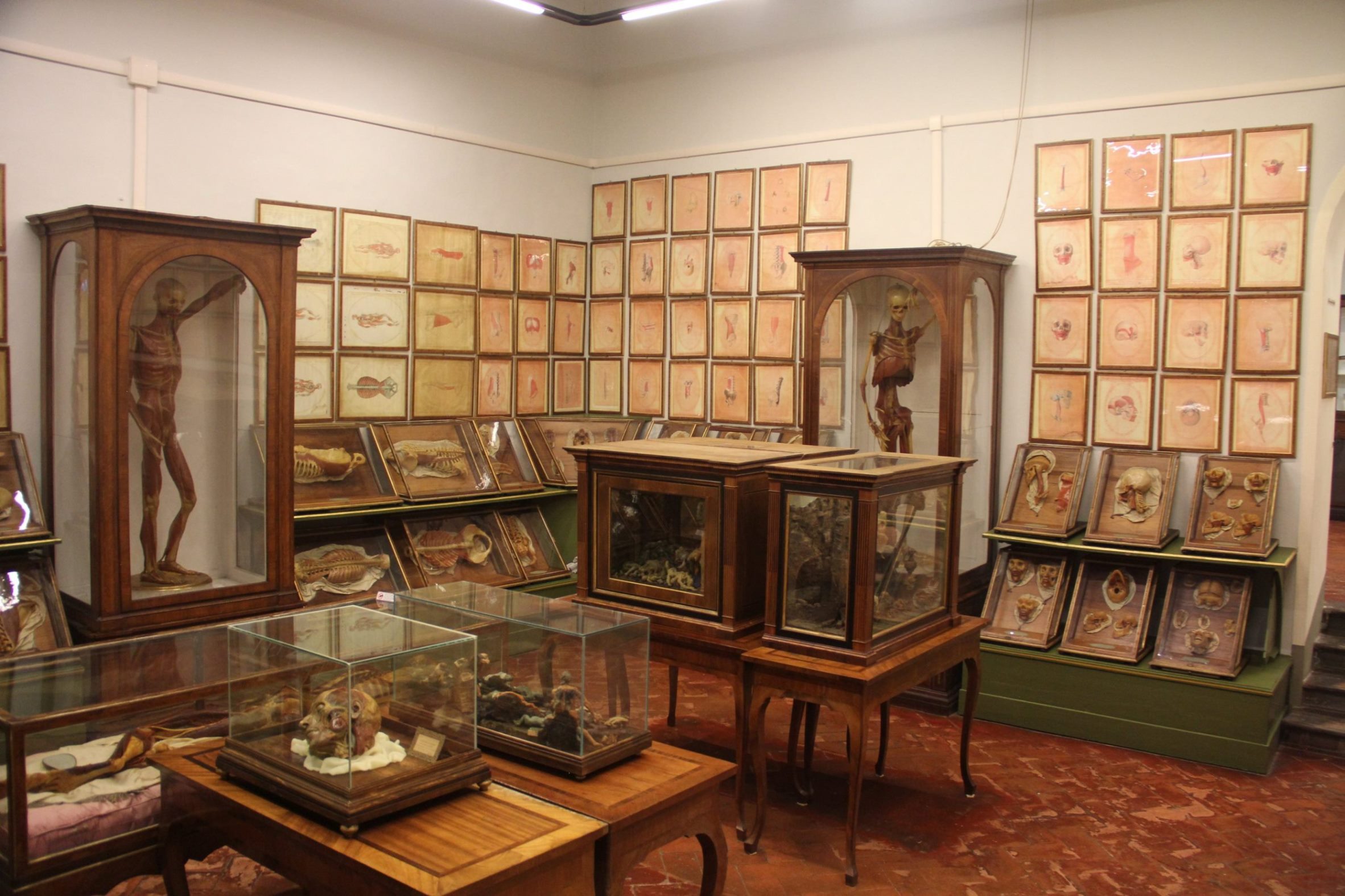 La Specola, The Natural History Museum of the University of Florence  (3).JPG